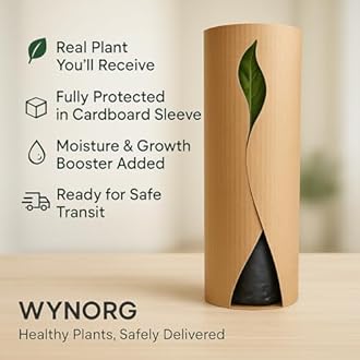 Cat's Claw Creeper Plant, Fast-Growing Climber with Vibrant Yellow Flowers for Garden & Walls, Easy to Grow, Hardy from Wynorg (1 CATS CLAW)