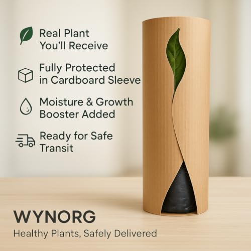 Cat's Claw Creeper Plant, Fast-Growing Climber with Vibrant Yellow Flowers for Garden & Walls, Easy to Grow, Hardy from Wynorg (1 CATS CLAW)