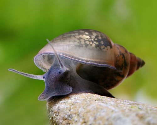 NatureHolic Blasenschnecke Physa sp. 10 Stück - Aquarium Schnecken lebend - Algenfresser, Putztrupp & Futterreste Entferner Schnecke - für Nanoaquarien geeignet - Natürliche Aquarien Reinigung