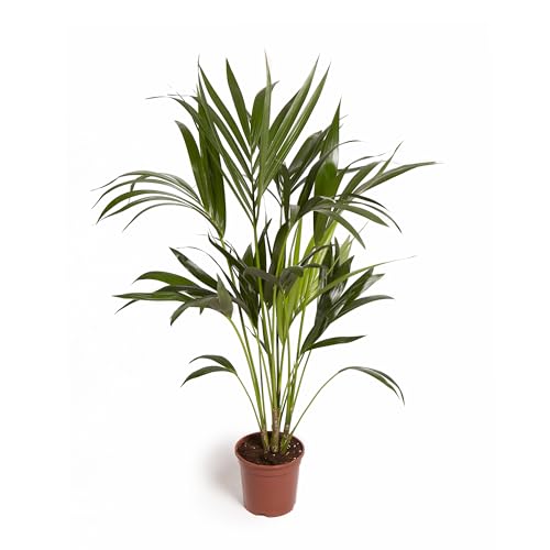 Cool Green - Plantas naturales interior - Kentia Mediana | Decoracion hogar