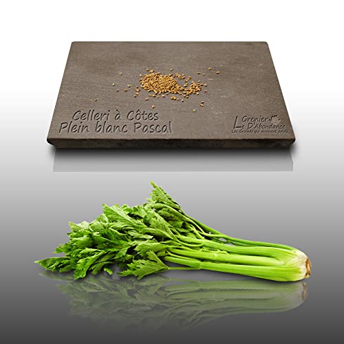 100 graines d'Aromatiques à semer - Le Grenier d'Abondance - CELERI Blanc Pascal - Apium graveolens