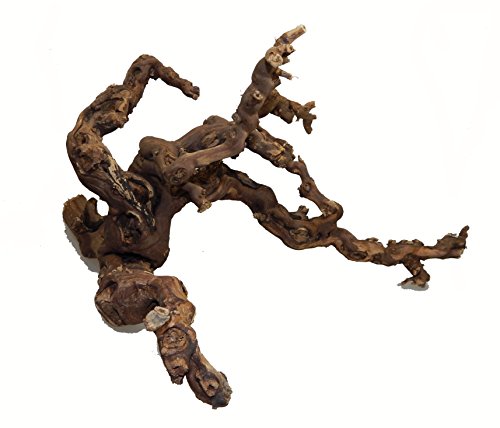 SAHAWA® Weinrebe 50 - 60 cm , 3 armig , Rebholz ,Terrariendeko, Floristik, Rebe, Vogelsitzplatz, Vogelkäfig, Vogelstange Cover