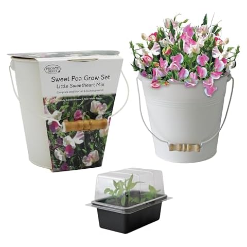 Pronto Seeds Sweet Pea Little Sweetheart Kit Cover