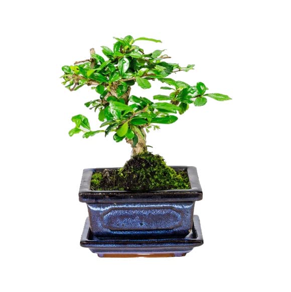Bonsái de Carmona Microphylla Árbol Perfecto para Decorar el Hogar o la Oficina
