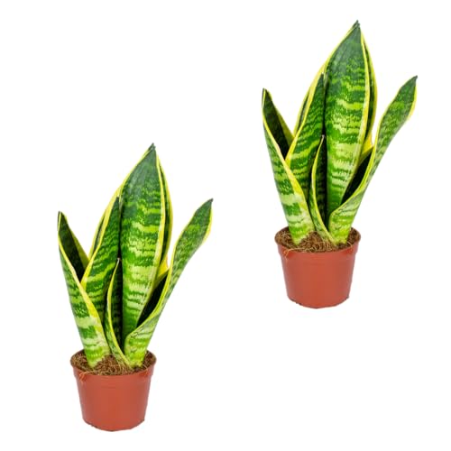 Bloomique - 2er-Set - Sansevieria Superba - Bogenhanf - Sukkulenten - Zimmerpflanzen - Sehr Pflegeleicht - Höhe 20-30 cm - Topf 9 cm
