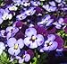 Viola Penny Denim JumpUp 250 Seeds