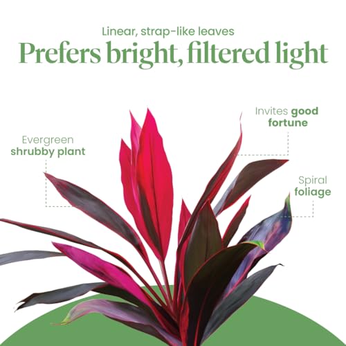 American Plant Exchange Ti Plant 'Sister' – 10-Inch Pot – Live Easy Care Indoor Houseplant, Air-Purifying, Bright Light Tropical Plant for Home, Garden Patio Decor