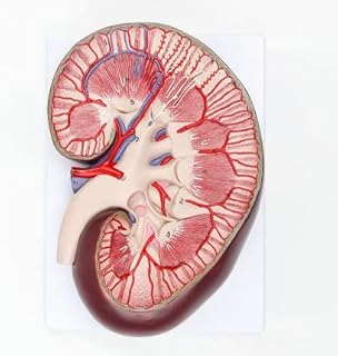 ZMX Kidney Anatomical Model - Life Size Human Kidney Model Educational Model - Medical Anatomical Kidney Organ Model - for Teaching and Explanation Medical Model