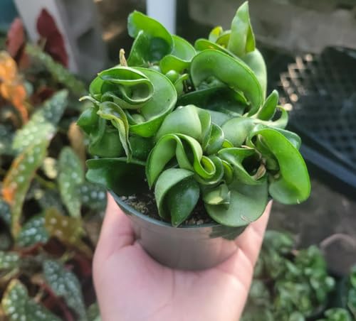 Live Hindu Indian Hoya Rope Plant - 3" Pot Live Hindu Indian Hoya Rope Plant - 3" Pot