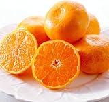 みかん 和歌山県産 有田みかん 青秀みかん 完熟 甘い 選別済 (小粒S~3S 5kg)