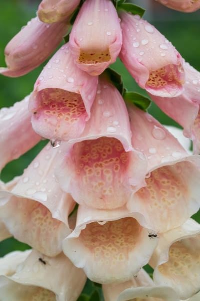 Foxglove Digitalis Apricot/Pink Plug Plants x 6 Perennial Plug Plants Cut Flower