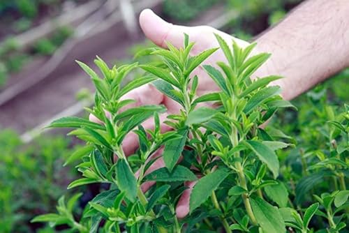Organic Stevia Tulsi Live Plant (Qualified Healthy Plant) Pack of 1