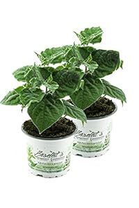 2er Set Andenbeere (Physalis peruviana) Pflanze