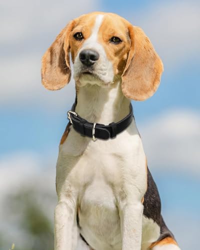Joytale Hundehalsband Leder, Halsband aus Leder für Mittlere Hunde, Weiches Echtleder Hundehalsband Langlebig und Verstellbar, Schwarz, M