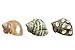 Hermit Crab Shells | Turbo Shells | 1 Spotted Brown, 1 White Pearlized, and 1 Green Turbo Shells 2