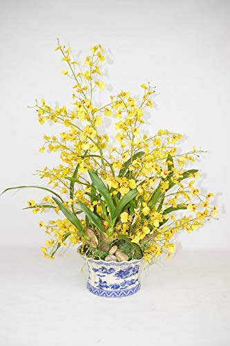 ROYAL LAND Oncidium Orchid Plant Yellow Dancing Lady 1 Healthy Live Plant on Pot (B083JL47HL) Amazon Price History, Amazon Price Tracker