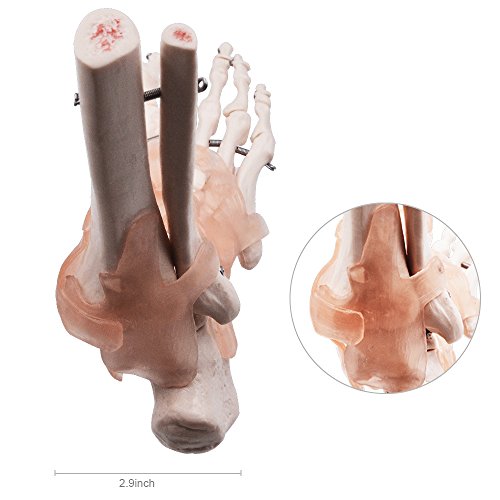 Hubery Model HM-11 Foot Joint Model Human Foot Ankle Joint Model thumb #6