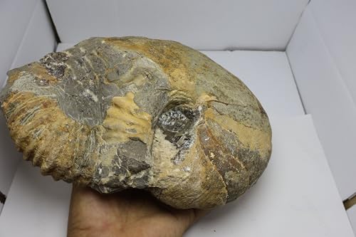 Image of Rare Ammonite Nautilus Ammonite Fossil Fossil from Morocco Fossils Ammonites Fossil Rock A295