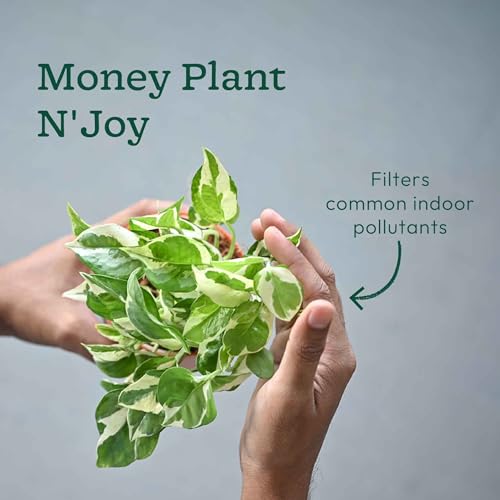 Image of Ugaoo Indoor Plants Combo of 4 for Office Desk | Aglaonema Red, Syngonium Pink Neon, Money Plant N'Joy & Philo Oxycardium Green in Self Watering Kyoto Pots - Terracotta