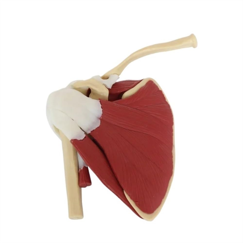 Human Skeleton Shoulder Scapula Clavicle Muscle Model, Anatomy Model Art Joint Functional Ligament Teaching Aid 1pc