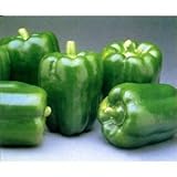 GREEN BELL PEPPERS LARGE FRESH FRUIT PRODUCE VEGETABLES EACH (1)
