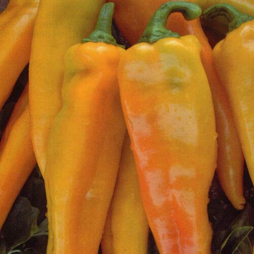 Kings Seeds - Pepper Sweet - Astor - 7 Seeds