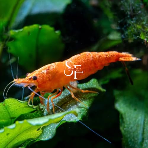 SF Aquatic&trade; 20 Orange Sakura Shrimps High Grade Neocaridina Live Freshwater Aquarium Shrimps...