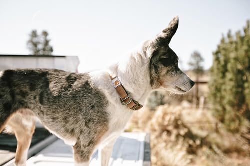 Carhartt Nylon Duck Hundehalsband Carhartt Braun/Dunkelbraun Größe M