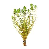 CANTON AQUATICS Red Parrot Feather Myriophyllum Brasiliensis...