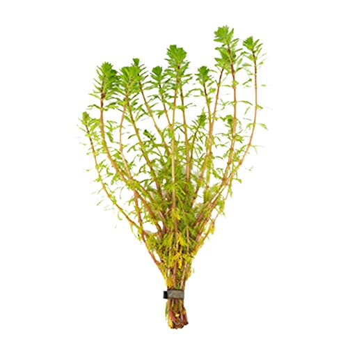 CANTON AQUATICS Red Parrot Feather Myriophyllum Brasiliensis