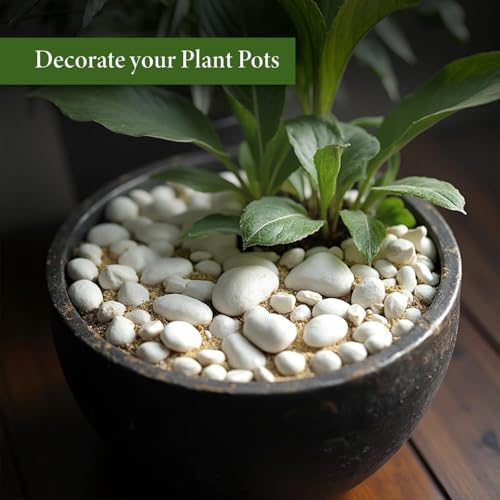 Image of TrustBasket White Pebble Decorative Stones Marble Rock 2Kg | White Garden Pebbles for Plant Pots, Landscaping, Aquarium, Vase, Pathways & Home Decor