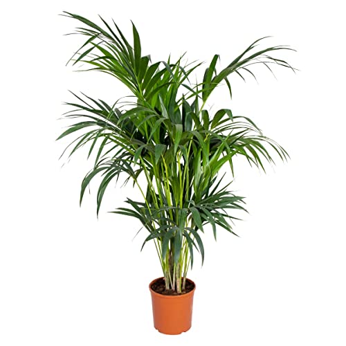 Bloomique - Howea Forsteriana - Kentia Palme - Zimmerpflanzen - Pflegeleicht - Haustierfreundlich - Höhe 120-130 cm - Topf 24 cm