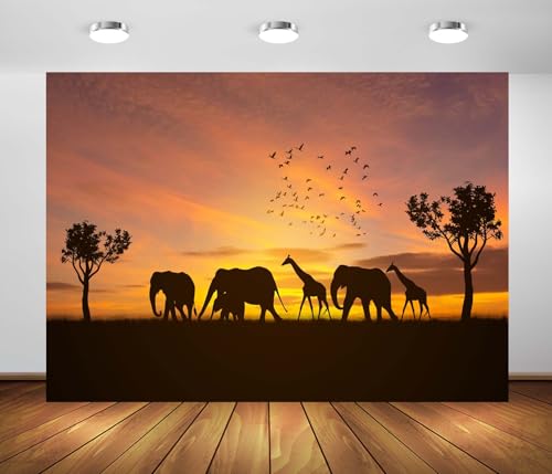 Arrière-plan de photographie coucher de soleil africain pour safari