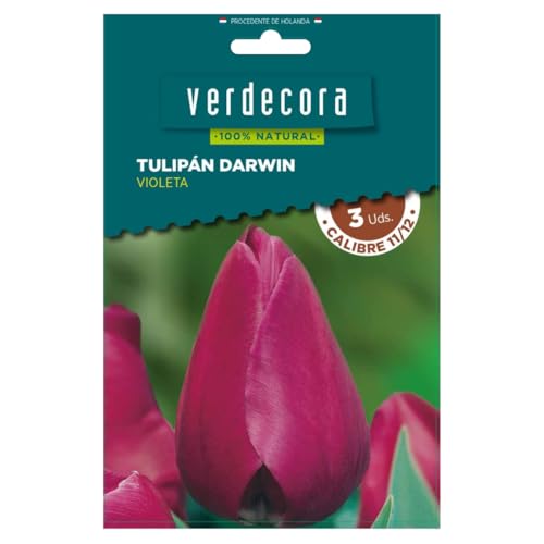 Verdecora Bulbo flor Tulipán Darwin natural | Bulbo de Invierno | 3 unidades (PORTES INCLUIDOS) (Violeta)