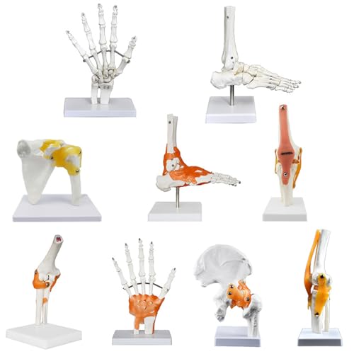 Image of Anatomical Joint Models Set, 6 Pieces Human Skeleton Display with Hand, Foot, Shoulder, Elbow, Hip, Knee, Medical Teaching Display (Shoulder Joint (Ligament))