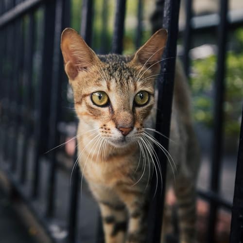 Bons de st&eacute;rilisation, prise en charge : ce que la loi impose aux communes pour limiter les nuisances des chats errants