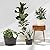 Quarut 10 inch Plastic Flower Pots for Outdoor Plants?4 Pack Large Outdoor Planter Pot with Drainage Holes & Saucers?Imitation Wine Barrel Design?for Indoor Outdoor Garden Plants?Brown?