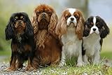 Cavalier King Charles Spaniel Jigsaw Puzzle 1000 Piece Wooden Puzzle Family Decorations, Unique Present Suitable for Children and Adults