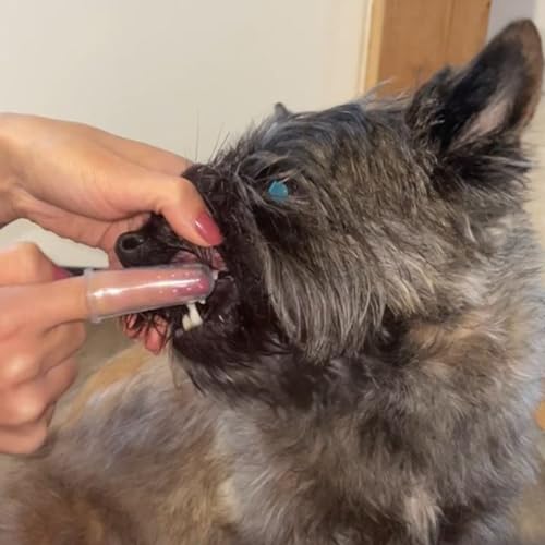 Prontocare-Vet Dental Gel 75ml | Zahnpflege Gel für Hunde & Katzen I Effektive Hundezahnpasta für Maulhygiene I Bekämpft Zahnstein & Mundgeruch, sorgt für optimale Balance