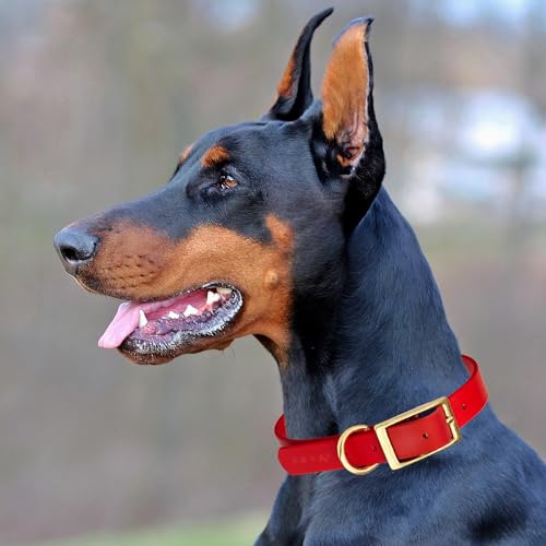 Image of Viper Biothane Heavy Duty Waterproof Dog Collar Strong Coated Nylon Webbing w /Solid Brass Hardware Odor-Proof Easy to Clean High Performance Fits Small Medium or Large Dogs, Cherry Red