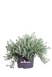 eGarden.store