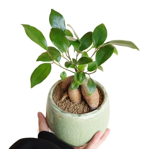 KW} O[ AeB[NeRb^A TCY ϗtA { KW}̖ K̖ CeA KW}