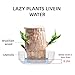 Mini Brazilian Lucky Tree, Brazilian Wood Plant, Home and Office Desktop Decoration, Can Sprouting