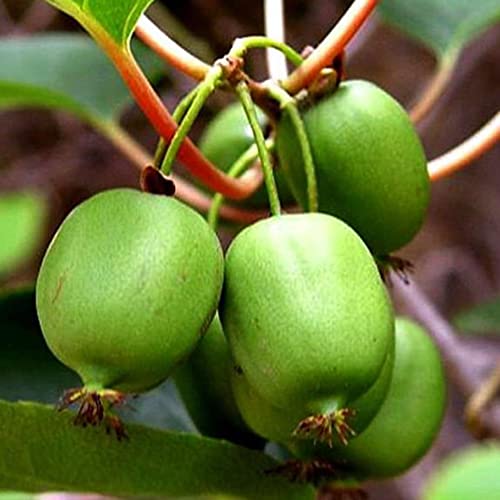 Fruit Seeds For Planting Hardy Kiwi Vine Seeds 10 Pcs Non-Gmo Organic Delicious Actinidia Arguta Southern Mini Kiwi Berry Seed Easy Grow Nutritious Fruits Seeds #TOP7