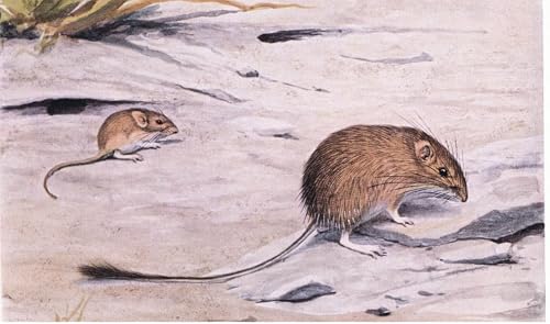 Affiche scouts d'animaux, le cadeau idéal pour passionnés de nature