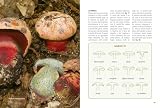 Tutto funghi. Cercarli conoscerli raccoglierli