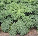 Kale Dwarf Siberian Improved Great Heirloom Vegetable Seeds by Seed Kingdom (30,000 Seeds)