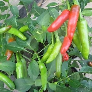 GreenMyLife Chilli Vasudha Spicy Pepper Seeds 3 packs of 50 seeds-picture-35