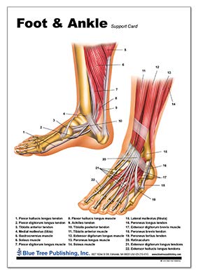 image for Blue Tree Publishing Foot and Ankle Anatomical Chart 8 x 11.25inch, la