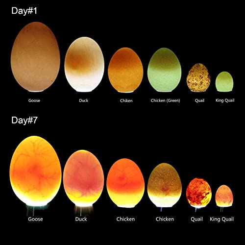 Egg Candler, Egg Incubator Light【2026 Upgraded Charger】 Egg Candler Candling Checker Light for Chicken Quail Dark Canary Pigeon All Eggs Battery Powered(Include Egg Candling Guide)